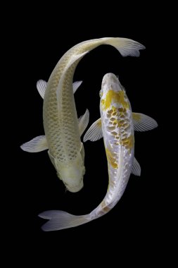 Yin yang koi balığı siyah beyaz arka plan