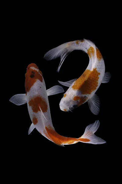 Koi balığı, sazan balığının evcilleştirilmiş halidir. Bu balık en çok seçici üreme yoluyla yaratılan güzel renkleriyle ünlüdür.