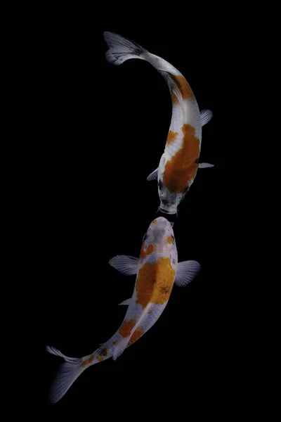 Pesce Koi Una Versione Addomesticata Della Carpa Comune Questo Pesce — Foto Stock