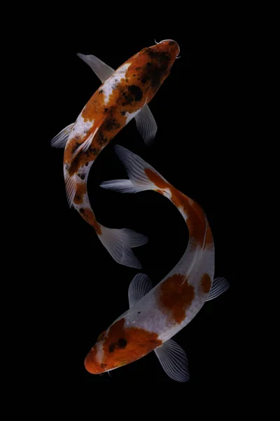 Koi Fish 잉어의 가축화 버전이다 물고기는 선택적 번식을 만들어 아름다운 — 스톡 사진