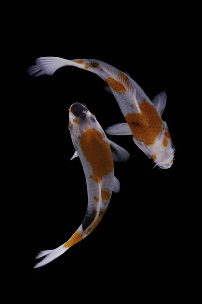 Koi Fish Domesticated Version Common Carp Fish Most Famous Its — Stock Photo, Image