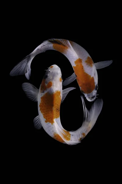 Ikan Koi Adalah Ikan Mas Versi Domestikasi Ikan Ini Paling — Stok Foto