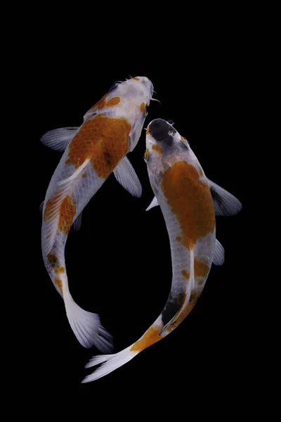 Koi Fish Domesticated Version Common Carp Fish Most Famous Its — Stock Photo, Image