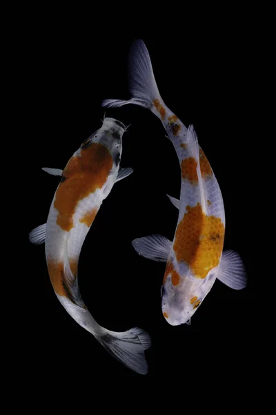 Риба Кої Одомашнена Версія Звичайного Коропа Риба Найбільш Відома Своїми — стокове фото