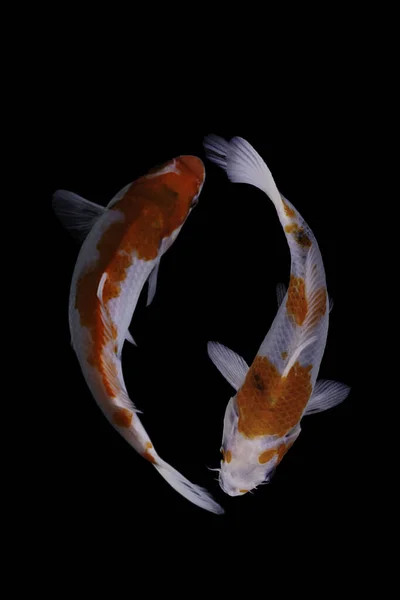 Koi Fisch Ist Eine Domestizierte Version Von Karpfen Dieser Fisch — Stockfoto