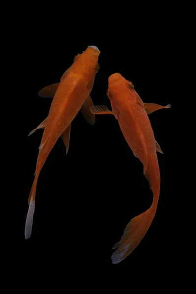 Koi Balığı Sazan Balığının Evcilleştirilmiş Halidir Balık Çok Seçici Üreme — Stok fotoğraf