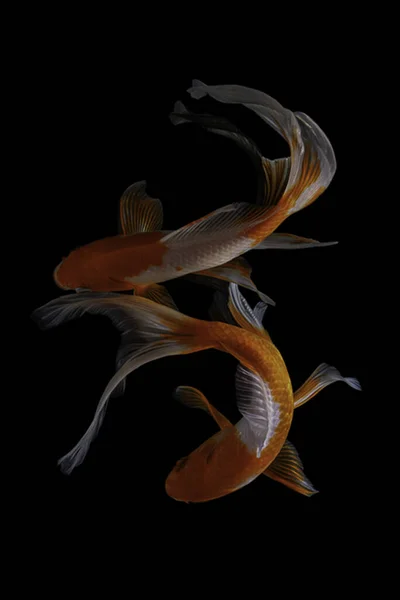 Peixe Koi Uma Versão Domesticada Carpa Comum Este Peixe Mais — Fotografia de Stock