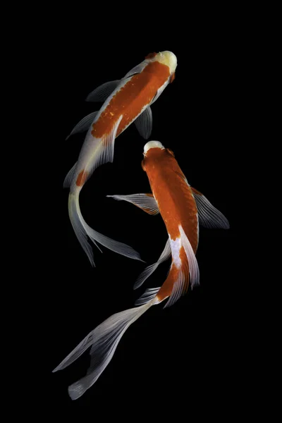 Koi Fisk Domesticerad Version Vanlig Karp Denna Fisk Mest Känd — Stockfoto