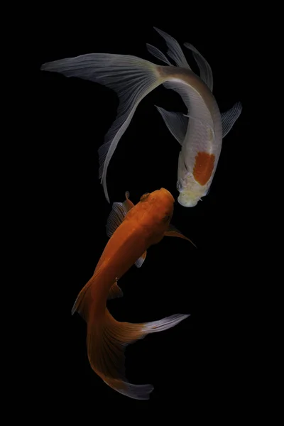 Koi balığı, sazan balığının evcilleştirilmiş halidir. Bu balık en çok seçici üreme yoluyla yaratılan güzel renkleriyle ünlüdür.