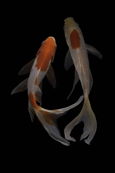 Koi balığı, sazan balığının evcilleştirilmiş halidir. Bu balık en çok seçici üreme yoluyla yaratılan güzel renkleriyle ünlüdür.