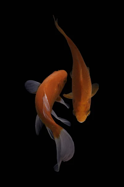 Koi Fisch Ist Eine Domestizierte Version Von Karpfen Dieser Fisch — Stockfoto