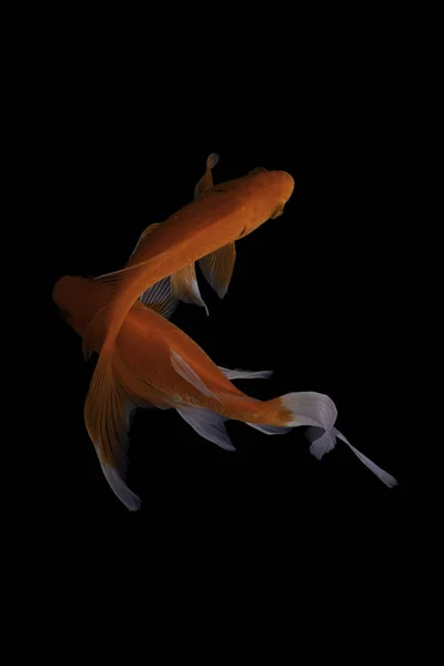 Ψάρια Koi Είναι Εξημερωμένη Έκδοση Του Κοινού Κυπρίνου Αυτό Ψάρι — Φωτογραφία Αρχείου