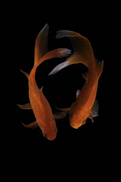 コイは一般的な鯉の家畜化されたバージョンです この魚は選択的な繁殖によって作成されたその美しい色によって最も有名です — ストック写真