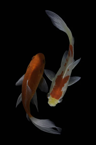 Ψάρια Koi Είναι Εξημερωμένη Έκδοση Του Κοινού Κυπρίνου Αυτό Ψάρι — Φωτογραφία Αρχείου