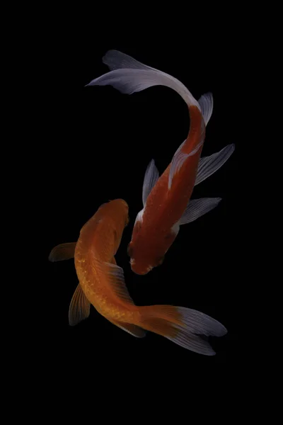 Koi Fish 잉어의 가축화 버전이다 물고기는 선택적 번식을 만들어 아름다운 — 스톡 사진