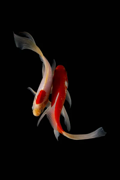Koi Balığı Sazan Balığının Evcilleştirilmiş Halidir Balık Çok Seçici Üreme — Stok fotoğraf