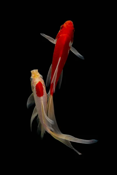 Pesce Koi Una Versione Addomesticata Della Carpa Comune Questo Pesce — Foto Stock