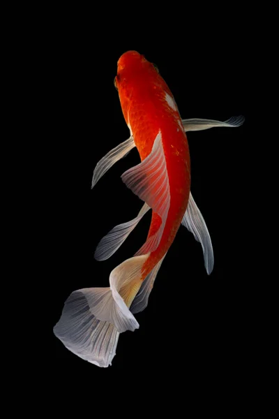 Koi balığı, sazan balığının evcilleştirilmiş halidir. Bu balık en çok seçici üreme yoluyla yaratılan güzel renkleriyle ünlüdür.