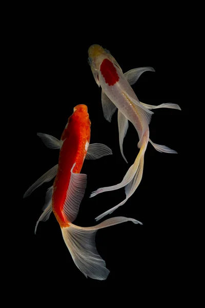 Koi balığı, sazan balığının evcilleştirilmiş halidir. Bu balık en çok seçici üreme yoluyla yaratılan güzel renkleriyle ünlüdür.