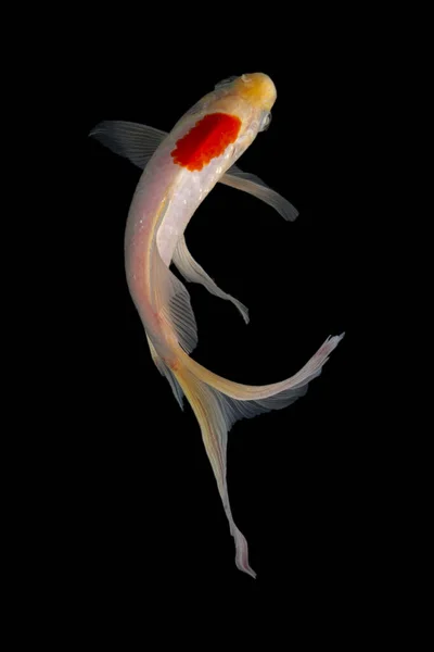 海鱼是一种家养的普通鲤鱼 这种鱼最有名的地方是它美丽的颜色 是通过选择性繁殖而形成的 — 图库照片