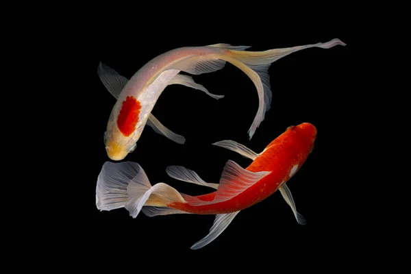 Yin Yang Koi Fisch Schwarzer Und Weißer Hintergrund — Stockfoto