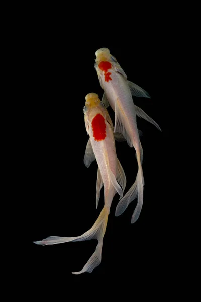 Yin yang koi balığı siyah beyaz arka plan