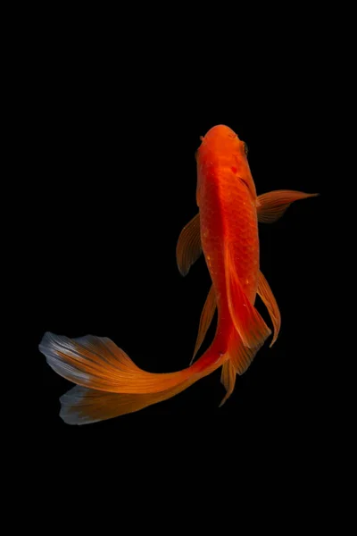 Yin Yang Koi Ikan Hitam Dan Putih Latar Belakang — Stok Foto