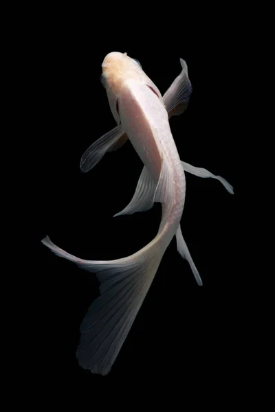 Yin Yang Koi Pesce Sfondo Bianco Nero — Foto Stock