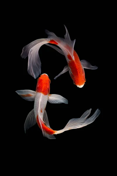 Yin Yang Koi Fish Black White Background — Stock Photo, Image