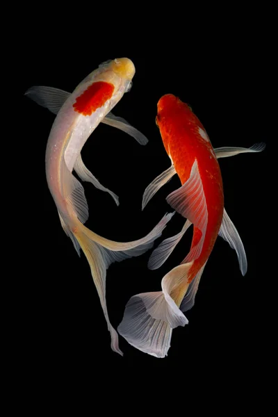 Yin Yang Koi Fisch Schwarzer Und Weißer Hintergrund — Stockfoto