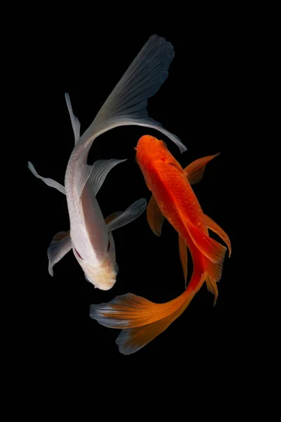 Yin Yang Koi Fish Black White Background — Stock Photo, Image