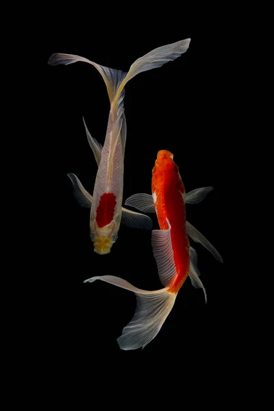 Yin Yang Koi Ryby Černé Bílé Pozadí — Stock fotografie