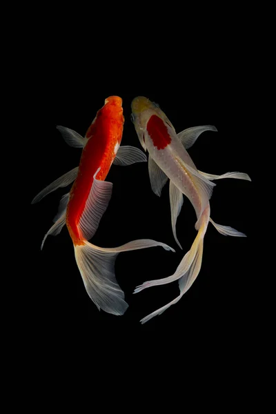 Yin yang koi balığı siyah beyaz arka plan