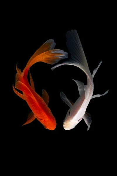 Yin Yang Koi Peixe Preto Branco Fundo — Fotografia de Stock