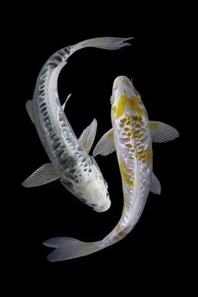 Yin yang koi balığı siyah beyaz arka plan