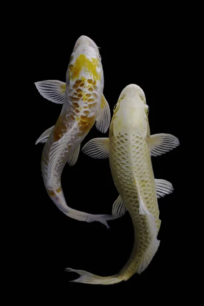 Yin Yang Koi Fisch Schwarzer Und Weißer Hintergrund — Stockfoto