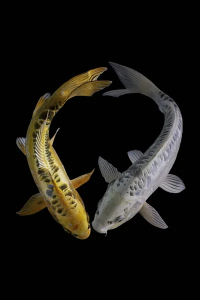 Yin Yang Koi Pesce Sfondo Bianco Nero — Foto Stock