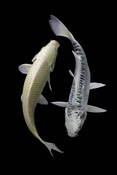 Yin Yang Koi Fisch Schwarzer Und Weißer Hintergrund — Stockfoto