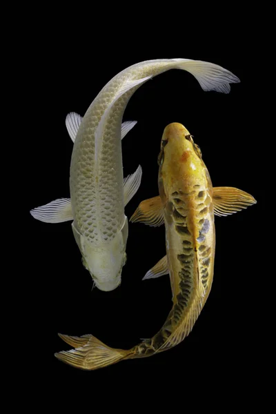 물고기는 흑백으로 잡는다 — 스톡 사진