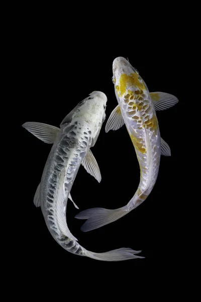 Yin Yang Koi Pesce Sfondo Bianco Nero — Foto Stock