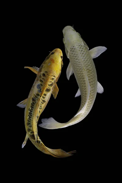 Yin Yang Koi Peixe Preto Branco Fundo — Fotografia de Stock