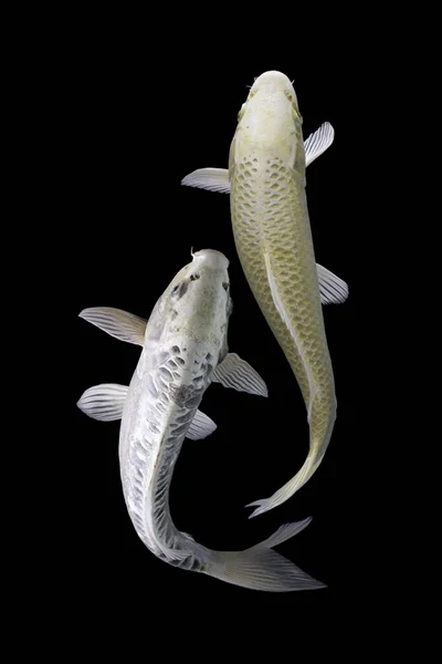 陰陽鯉魚黒と白の背景 — ストック写真