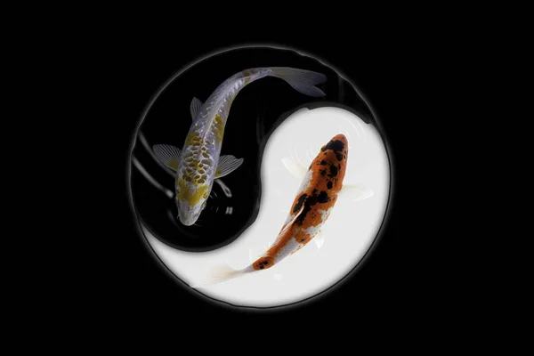 Yin yang koi fish black and white background