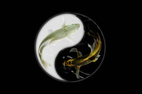 Yin Yang Koi Fish Black White Background — Stock Photo, Image