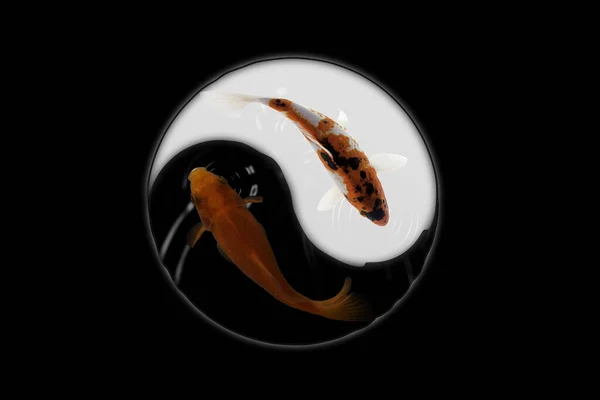 Yin yang koi balığı siyah beyaz arka plan