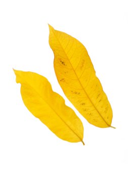 Yeşil yapraklar tropik bitkiler beyaz arkaplan