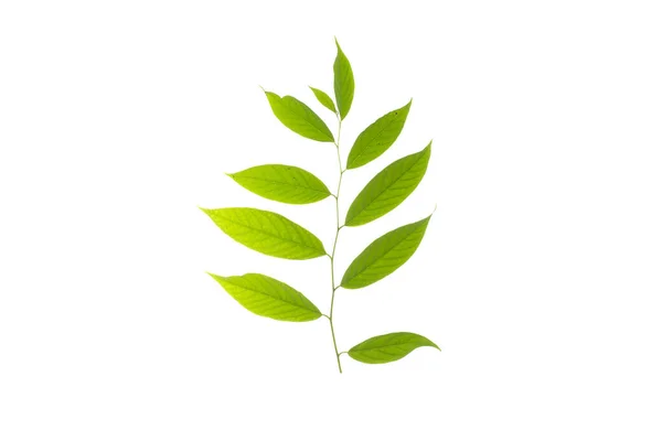 Πράσινο Φύλλα Τροπικά Φυτά Λευκό Φόντο — Φωτογραφία Αρχείου