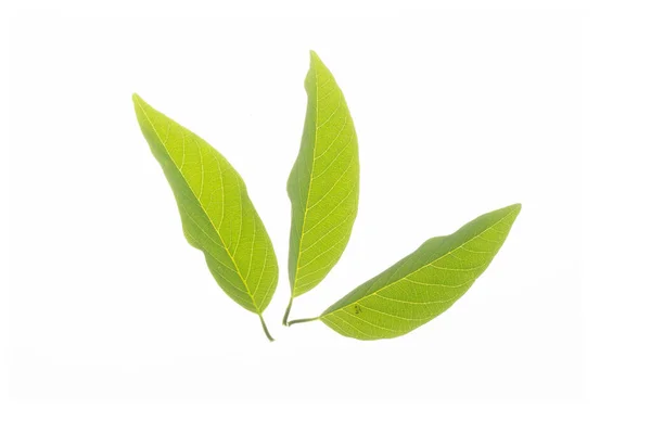 Zelené Listy Tropické Rostliny Bílé Pozadí — Stock fotografie