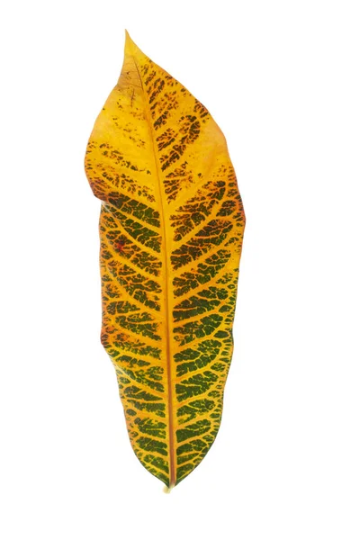 Zöld Levelek Trópusi Növények Fehér Háttér — Stock Fotó