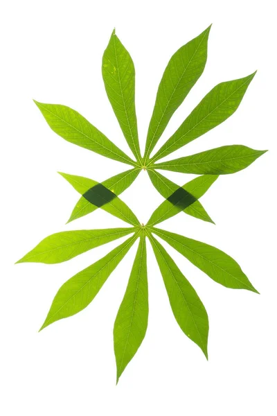 Zielone Liście Tropikalne Rośliny Białe Tło — Zdjęcie stockowe